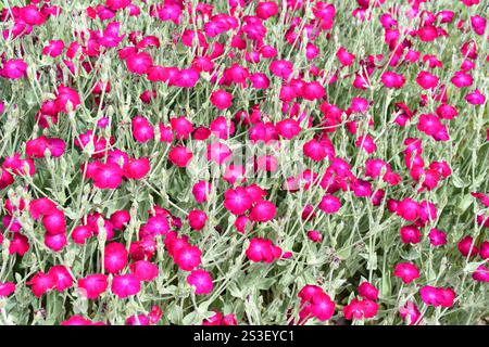 Grande gruppo di Rose campion Silene coronaria che fiorisce in un giardino Foto Stock