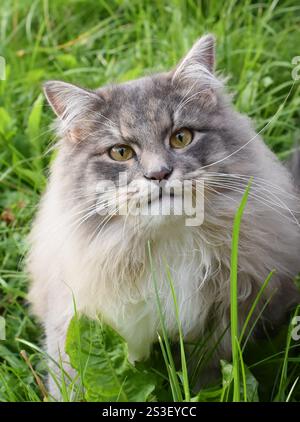 Primo piano sulla faccia di un gatto siberiano di razza pura Foto Stock