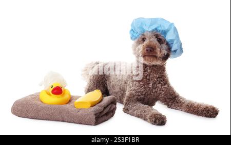 Cane carino con cuffia da doccia e altri accessori da bagno su sfondo bianco Foto Stock