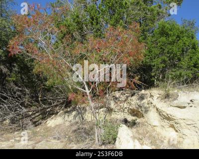 Sumac Prairie flameleaf (Rhus lanceolata) Foto Stock