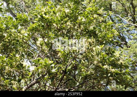Fagioli di perle (Maerua angolensis angolensis) Foto Stock