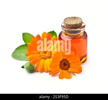 Calendula calendula fiore e olio su sfondo bianco Foto Stock