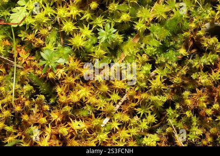 Muschio a vite di sabbia (Syntrichia ruraliformis) Foto Stock