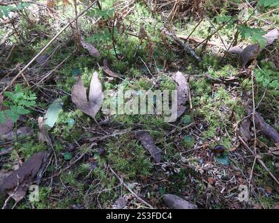 Casco-orchidea venata (Corybas diemenicus) Foto Stock