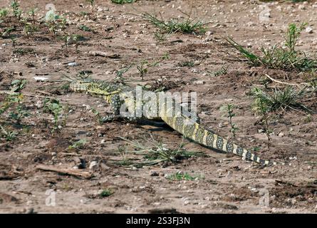 Monitor del Nilo, Nilwaran, Varan du Nil, Varanus niloticus, nílusi varánusz, canale di Kazinga, Parco Nazionale della Regina Elisabetta, Uganda, Africa Orientale Foto Stock