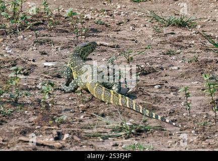 Monitor del Nilo, Nilwaran, Varan du Nil, Varanus niloticus, nílusi varánusz, canale di Kazinga, Parco Nazionale della Regina Elisabetta, Uganda, Africa Orientale Foto Stock