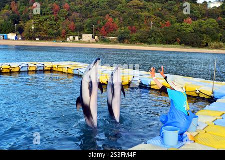 I delfini eseguono trucchi e salti al Japan Dolphin Centre di Shikoku, Giappone Foto Stock