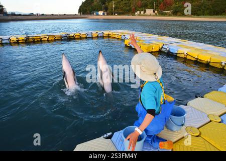 I delfini eseguono trucchi e salti al Japan Dolphin Centre di Shikoku, Giappone Foto Stock