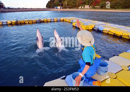 I delfini eseguono trucchi e salti al Japan Dolphin Centre di Shikoku, Giappone Foto Stock
