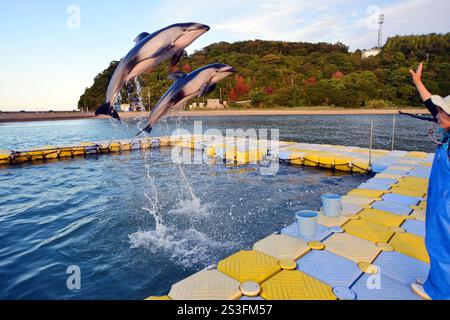 I delfini eseguono trucchi e salti al Japan Dolphin Centre di Shikoku, Giappone Foto Stock