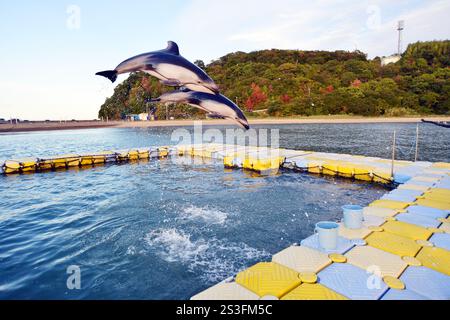 I delfini eseguono trucchi e salti al Japan Dolphin Centre di Shikoku, Giappone Foto Stock