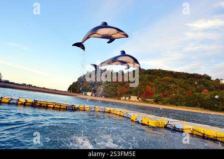 I delfini eseguono trucchi e salti al Japan Dolphin Centre di Shikoku, Giappone Foto Stock