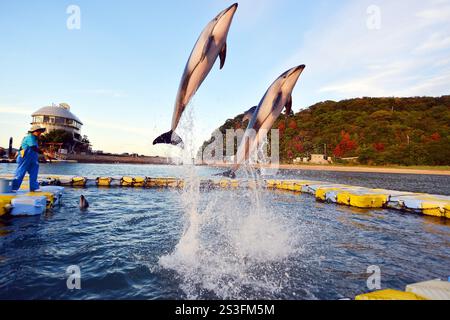 I delfini eseguono trucchi e salti al Japan Dolphin Centre di Shikoku, Giappone Foto Stock