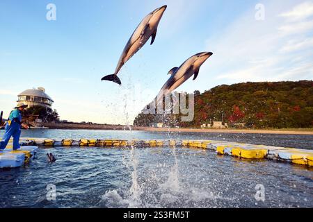 I delfini eseguono trucchi e salti al Japan Dolphin Centre di Shikoku, Giappone Foto Stock