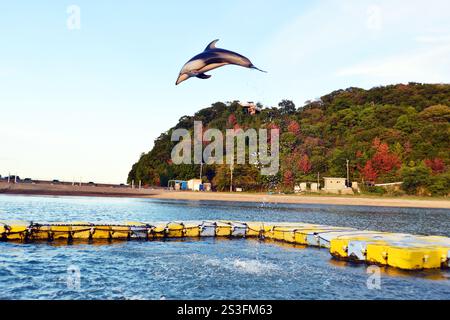 I delfini eseguono trucchi e salti al Japan Dolphin Centre di Shikoku, Giappone Foto Stock