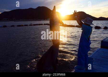 I delfini eseguono trucchi e salti al Japan Dolphin Centre di Shikoku, Giappone Foto Stock