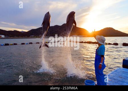 I delfini eseguono trucchi e salti al Japan Dolphin Centre di Shikoku, Giappone Foto Stock