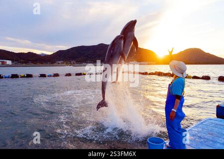 I delfini eseguono trucchi e salti al Japan Dolphin Centre di Shikoku, Giappone Foto Stock