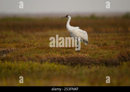 Gru per svernare presso l'Aransas National Wildlife Refuge, Texas. La gru a perlustrazione è una specie a rischio. Foto Stock