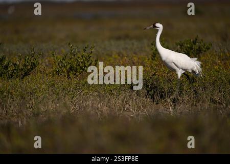 Gru per svernare presso l'Aransas National Wildlife Refuge, Texas. La gru a perlustrazione è una specie a rischio. Foto Stock