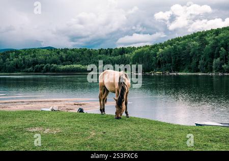 Branco di cavalli pascolano liberamente all'esterno in un campo vicino a un fiume Foto Stock