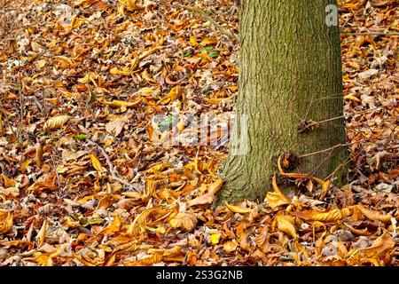 Primo piano della base di un tronco di castagno a cavallo (aesculus hippocastanum) circondato da lettiere cadute in autunno. Foto Stock