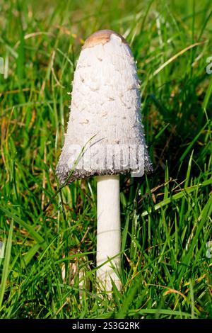 Shaggy Ink Cap o Inkcap (coprinus comatus), primo piano di un singolo corpo fruttato del fungo comune che cresce nell'erba lunga di un pascolo. Foto Stock