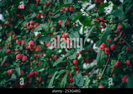 Una fotografia ravvicinata mostra numerose piccole mele rosse raggruppate sui rami di un albero con foglie di verde scuro. Le mele variano leggermente in ombra Foto Stock