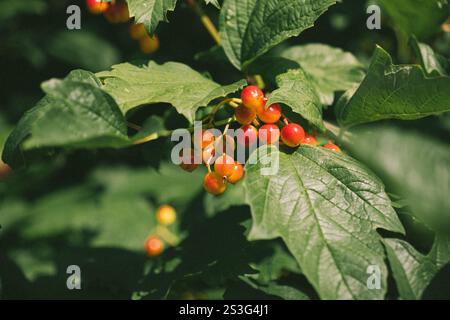Vista ravvicinata di un ramo viburnum con ammassi di bacche rosse e arancioni maturate, abbondanti foglie verdi e fogliame illuminato dal sole. La messa a fuoco è nitida Foto Stock