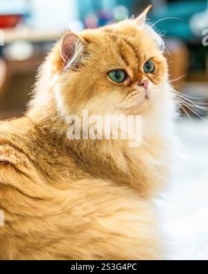 Ritratto di un Longhair britannico Foto Stock