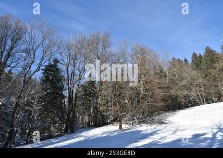Foresta ai margini di un campo innevato Foto Stock