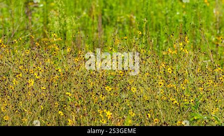 Un boschetto di Tickseed della Florida, Coreopsis floridana, in un prato umido in Florida. Include molti fiori e teste di seme. Foto Stock