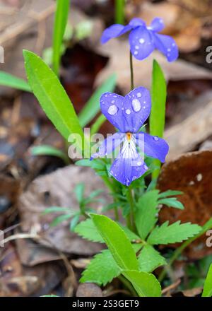 I fiori viola-blu del bel piede viola dell'uccello. Una grande viola fiorita che si trova nelle foreste rocciose secche e nelle radure del Nord America orientale. Foto Stock