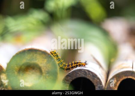 caterpillar giallo nero strisciante su un bastoncino di bambù. Questo insetto conosciuto come Ulat bulu o Ulat gatel in Indonesia Foto Stock