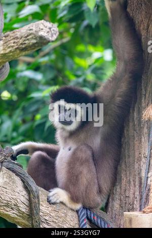 Il gibbone bianco (Hylobates lar) è un piccolo primate che abita gli alberi che si trova nel sud-est asiatico. Conosciuto per le sue lunghe braccia e la graziosa oscillazione. Foto Stock