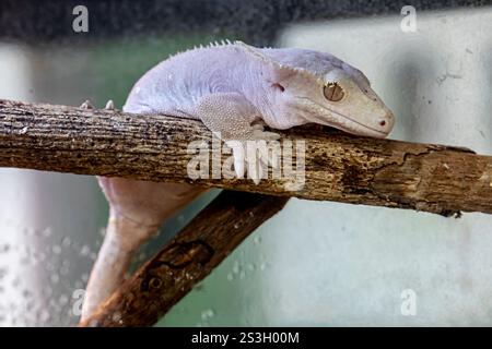 L'Albino Crested Gecko (Correllophus ciliatus) è un morfo di colore del Crested Gecko, originario della nuova Caledonia. Noto per le sue creste e l'albino Foto Stock