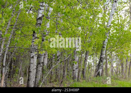 Tranquilla foresta di betulle con foglie verdi fresche e luce solare attenuata in primavera. La tranquilla scena mostra la bellezza degli alberi di betulla e del Ren Foto Stock