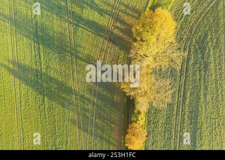Veduta aerea di una fila di alberi con foglie autunnali che gettano ombre sul sentiero e sul campo, Kaebschuetztal, Sassonia, Germania, Europa Foto Stock