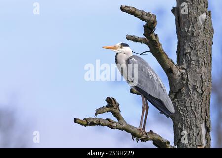 Aironi grigi (Ardea cinerea), animali che riposano su un albero morto, Parco naturale Peenetal Flusslandschaft, Meclemburgo-Pomerania Occidentale, Germania, Europa Foto Stock