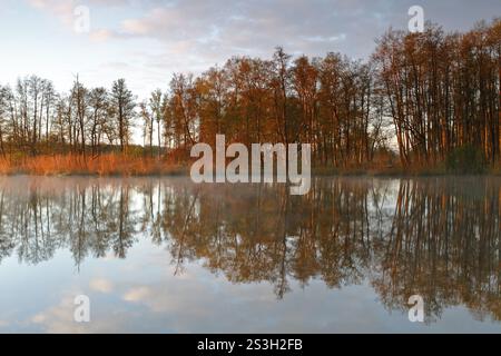 Foresta di cava di Alder al mattino sulla Peene con riflessi degli alberi nell'acqua, parco naturale Flusslandschaft Peenetal, Meclemburgo-Ovest Foto Stock