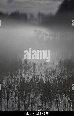 Area di canne ricoperta di nebbia vicino all'acqua, che crea un'atmosfera tranquilla e mistica, atmosfera nebbiosa di notte sulla brughiera sul fiume Peene, Naturpark Flusslan Foto Stock