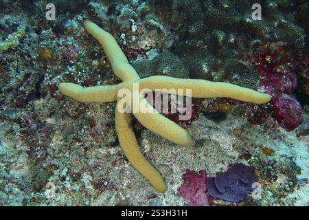 Stella marina blu (Linckia laevigata blu), varietà gialla, con lunghe braccia su un fondale sabbioso, sito di immersione Toyapakeh, Nusa Ceningan, Nusa Penida, Bali, IND Foto Stock