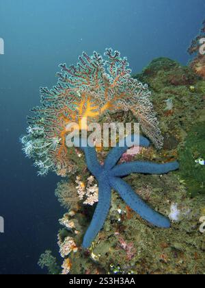 Stelle marine blu (Linckia laevigata blu) sulla colorata barriera corallina sott'acqua, sito di immersione Pidada, Penyapangan, Bali, Indonesia, Asia Foto Stock