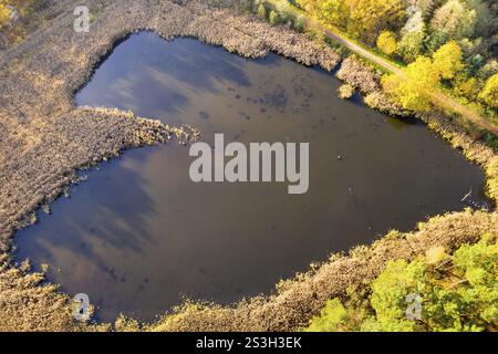 A forma di cuore, vista aerea di uno stagno del Luggraben con un'ampia cintura di canne in autunno, vicino a Koenigsbruecker Heide, Laussnitz, Sassonia, GE Foto Stock