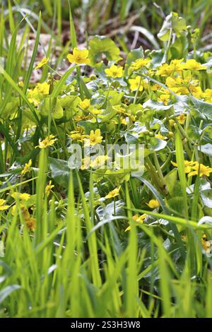 Calendula palustre (Caltha palustris), fiori di biotopi paludosi, fiori gialli, parco naturale Flusslandschaft Peenetal, Meclemburgo-Pomerani occidentale Foto Stock