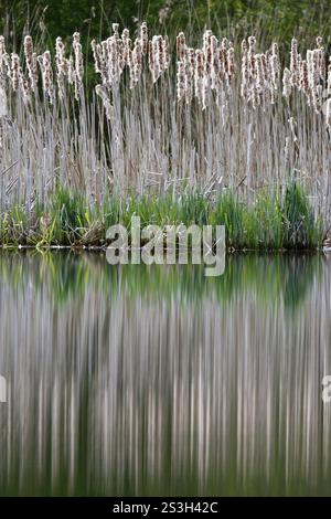 Foresta di cava di Alder al mattino sulla Peene con riflessi degli alberi nell'acqua, parco naturale Flusslandschaft Peenetal, Meclemburgo-Ovest Foto Stock