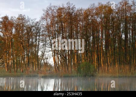 Foresta di cava di Alder al mattino sulla Peene con riflessi degli alberi nell'acqua, parco naturale Flusslandschaft Peenetal, Meclemburgo-Ovest Foto Stock