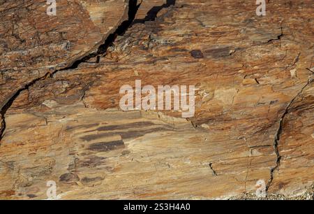 Primo piano della superficie ruvida di un tronco di albero fossilizzato, foresta pietrificata, monumento nazionale della foresta pietrificata, regione di Kunene, Namibia, Africa Foto Stock