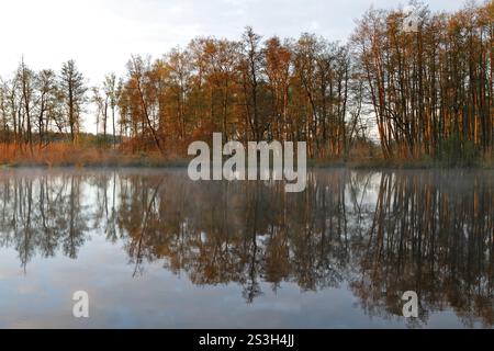 Foresta di cava di Alder al mattino sulla Peene con riflessi degli alberi nell'acqua, parco naturale Flusslandschaft Peenetal, Meclemburgo-Ovest Foto Stock