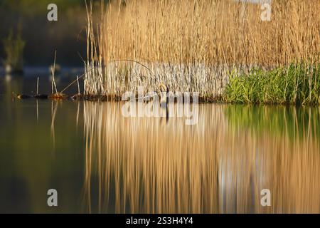 Foresta di cava di Alder al mattino sulla Peene con riflessi degli alberi nell'acqua, parco naturale Flusslandschaft Peenetal, Meclemburgo-Ovest Foto Stock